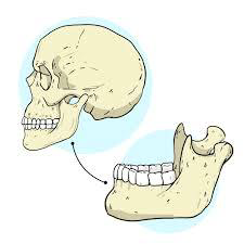 RELACIÓN ENTRE EL SUELO PÉLVICO Y LA ATM (articulación temporo-mandibular)